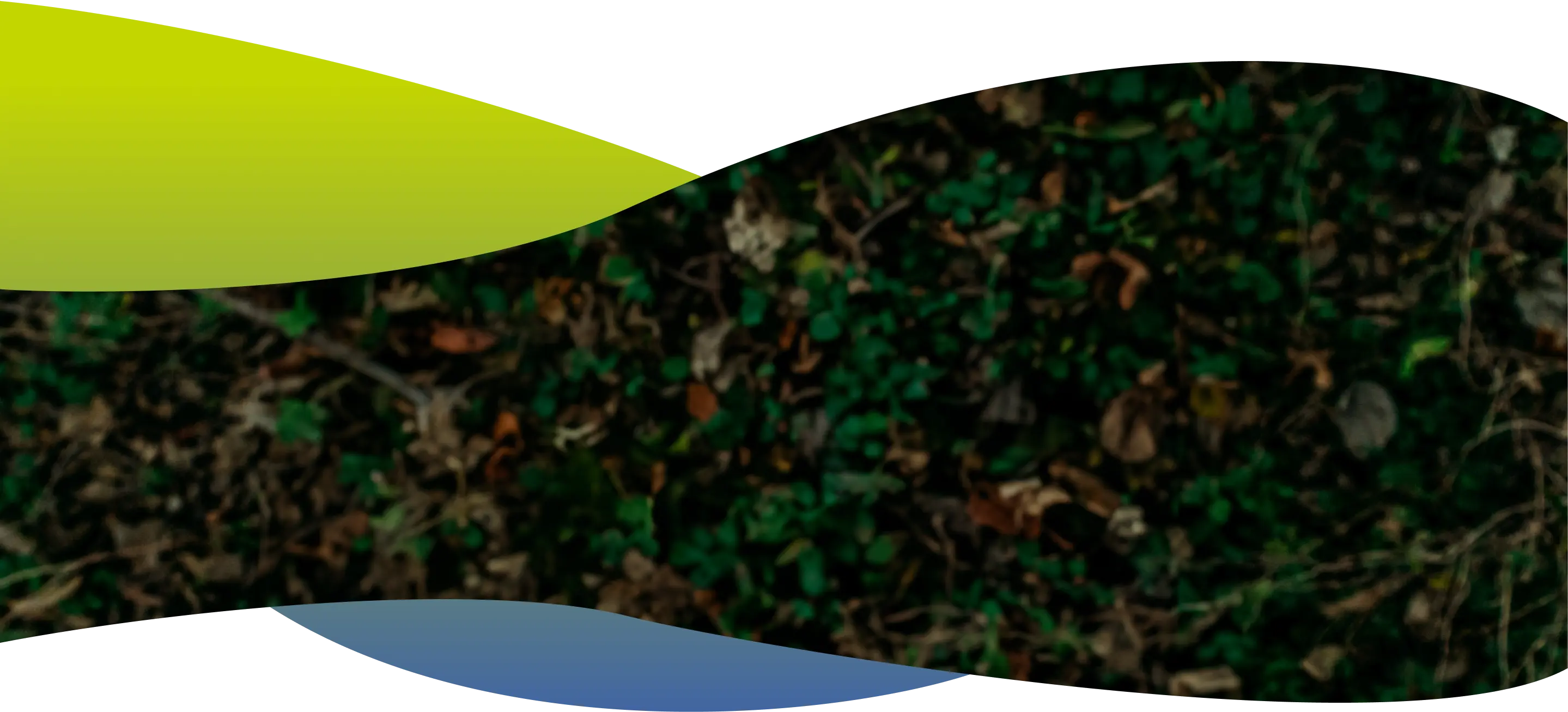 sustentable-background-colibri sustentable-background-colibri