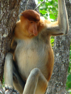 Mono narigudo de Borneo