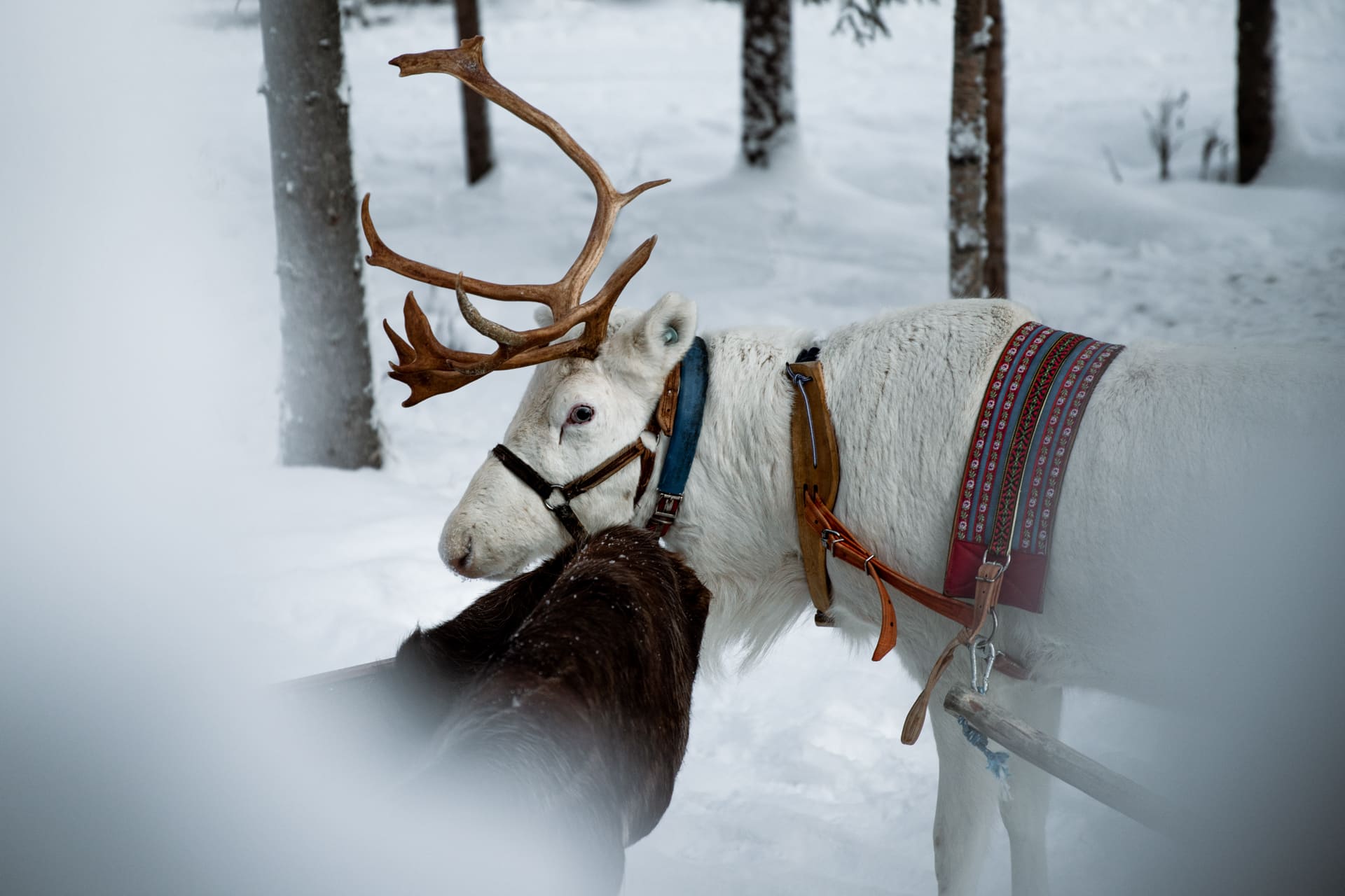 World of Reindeer Safari